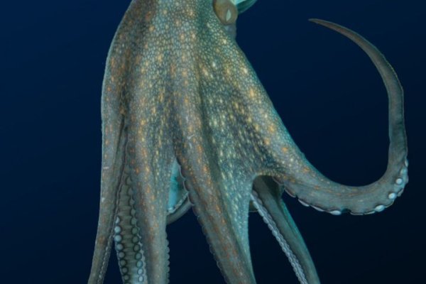 Официальный сайт kraken ссылки зеркала