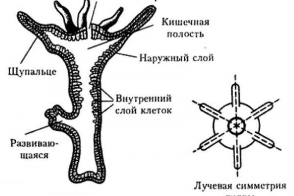 Сайт kraken в tor