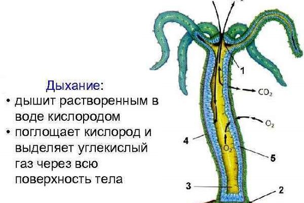 Кракен новый сайт